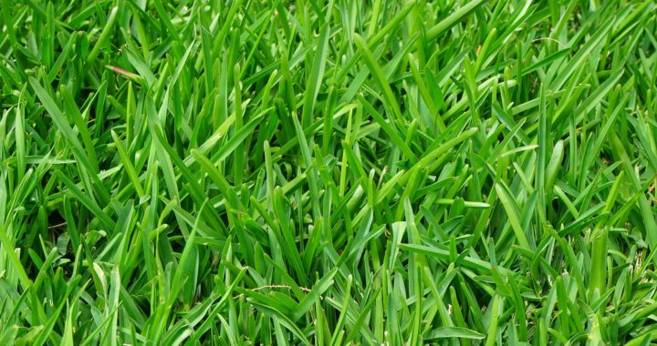 Ryegrass Installation -Schedule Yours Now