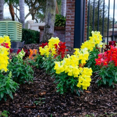 Garden Bed Maintenance