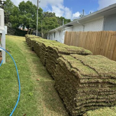 Watering for Strong Roots