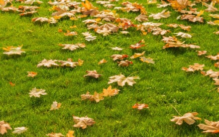 Fall Lawn Cleanup in Northwest Florida 01