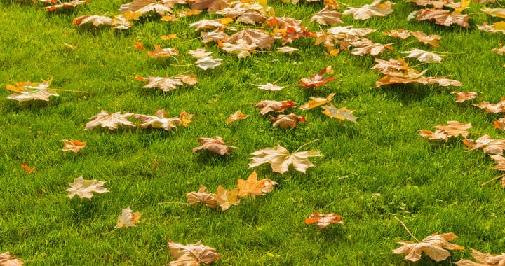 Fall Lawn Cleanup in Northwest Florida 01