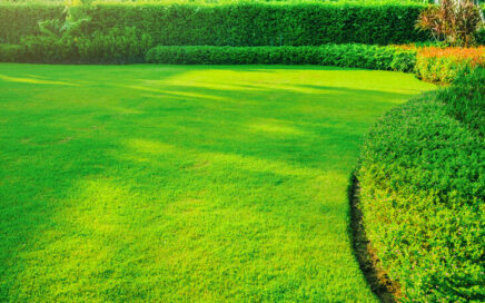 Lawn Care Revival